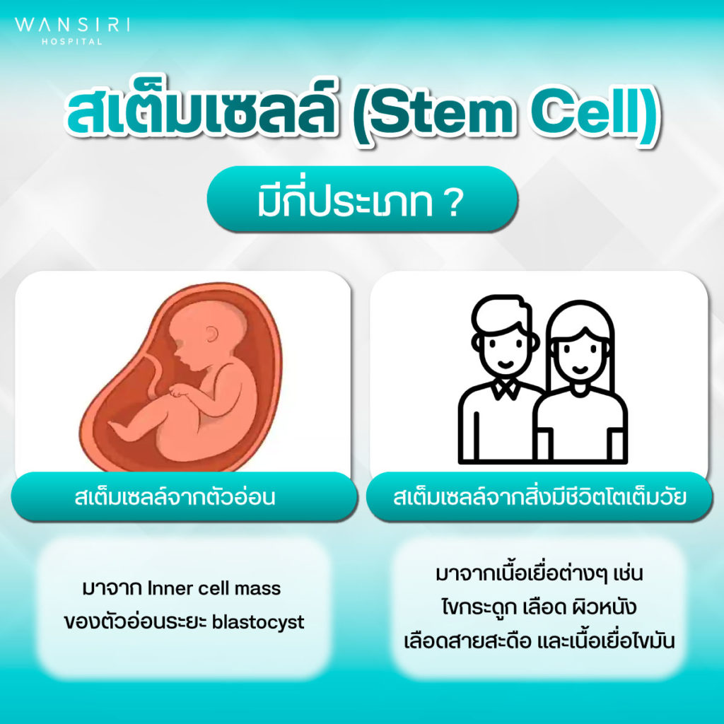 สเต็มเซลล์มีกี่ประเภท